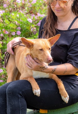 Bambi - auf der Suche nach Vertrauen, Mischling - Rüde