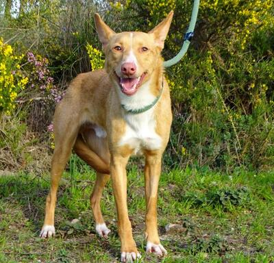 Bambi - auf der Suche nach Vertrauen, Mischling - Rüde