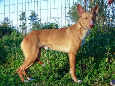 Bambi - auf der Suche nach Vertrauen, Mischling - Rüde