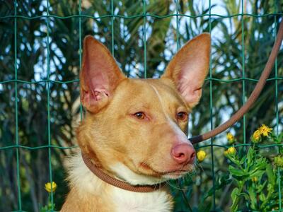 Bambi - auf der Suche nach Vertrauen