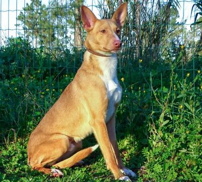 Bambi - auf der Suche nach Vertrauen, Mischling - Rüde