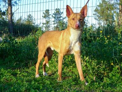 Bambi - auf der Suche nach Vertrauen, Mischling - Rüde