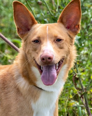 Bambi - sucht Geborgenheit