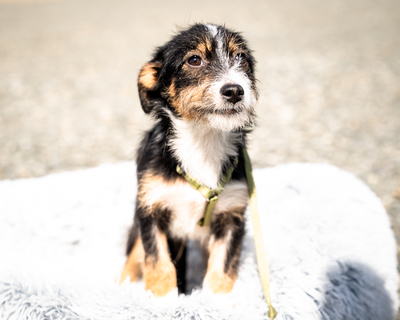 Bambino, mischling Welpen - Rüde