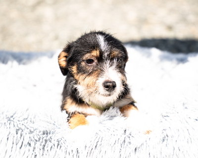 Bambino, mischling Welpen - Rüde