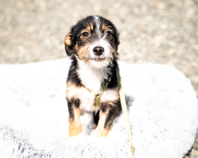 Bambino, mischling Welpen - Rüde