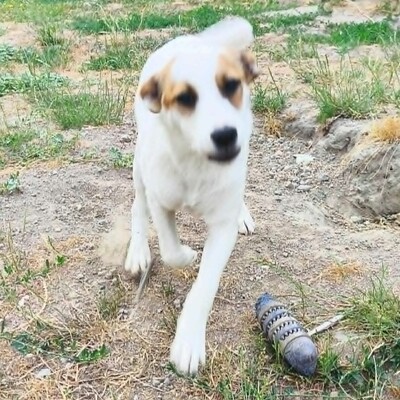 😍Bambino noch kleiner Welpe : sehr klug, sanftmütig, liebevoll und ein großer Schmuser mit einem absolut wunderbaren Wesen🥰, Mischling Welpen - Rüde