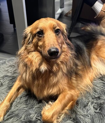 Bambus, Mischling - Rüde