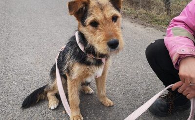 Bambusz - Fröhliche Mischlingsdame, ca. 2 Jahre/43cm/14kg, MIschling - Hündin