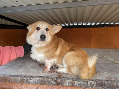 😍 Bancroft - Corgi-Mix-Rüde - niedlich und sozial, Corgi-Mix-Rüde - Rüde