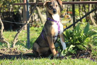 Bandina, Mischling Welpen - Hündin