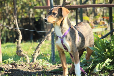 Bandina, Mischling Welpen - Hündin