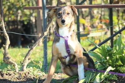 Bandina, Mischling Welpen - Hündin