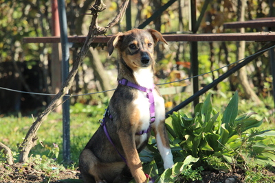 Bandina, Mischling Welpen - Hündin