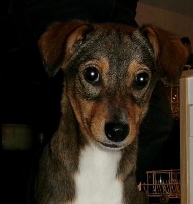 Bandina, Mischling Welpen - Hündin