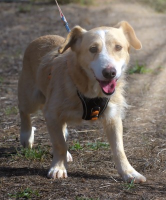 Bandit - ein ruhiger Geselle, Mischling - Rüde