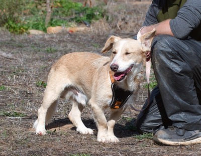 Bandit - ein ruhiger Geselle, Mischling - Rüde