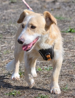 Bandit - ein ruhiger Geselle, Mischling - Rüde