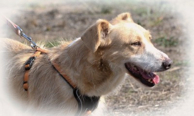 Bandit - ein ruhiger Geselle