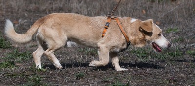 Bandit - ein ruhiger Geselle, Mischling - Rüde