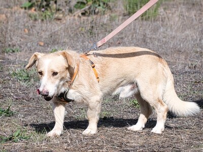 Bandit - ein ruhiger Geselle, Mischling - Rüde