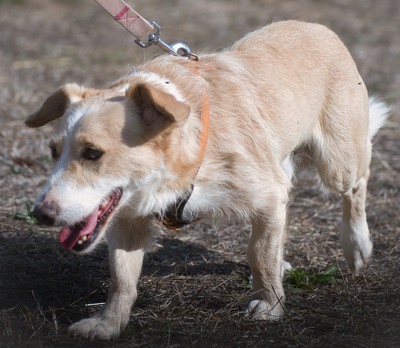 Bandit - ein ruhiger Geselle, Mischling - Rüde