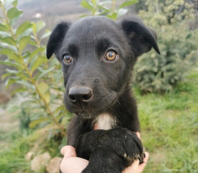 Bandito, Welpen - Rüde