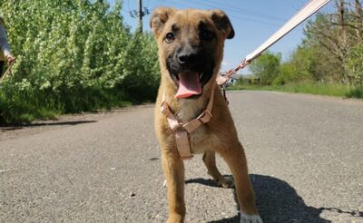 Barbara - Freundliches Welpenmädchen, ca. 5 Monate, Mischling Welpen - Hündin