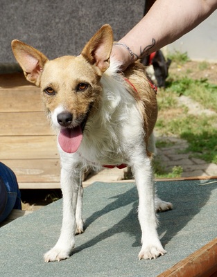 Barbara, Mix - Hündin