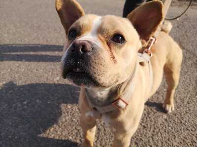 Barbas - Charmanter Frenchie, ca. 2 Jahre/34cm/12kg, Frenchie-Mix - Rüde