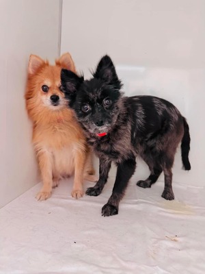 💐 Barbecue (W), ca. 4 Jahre, ca. 27cm, Slowakei, Spitz-Mix - Hündin