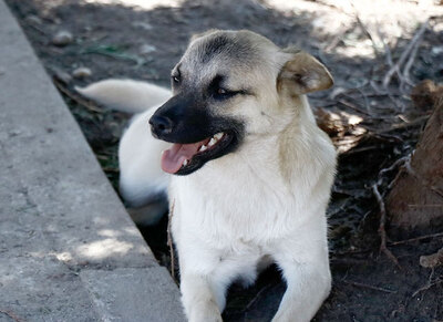 Barbie - Aktiver Sonnenschein, ca. 8 Monate/34cm/7kg, Mischling - Hündin