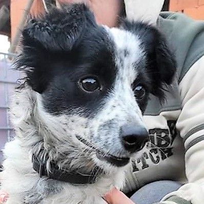 🐕‍🦺 Barbie ist absolut unkompliziert und möchte einfach nur eine gute Zeit haben und mit jedem gut auskommen🐕‍🦺, Mischlingswelpin Welpen - Hündin