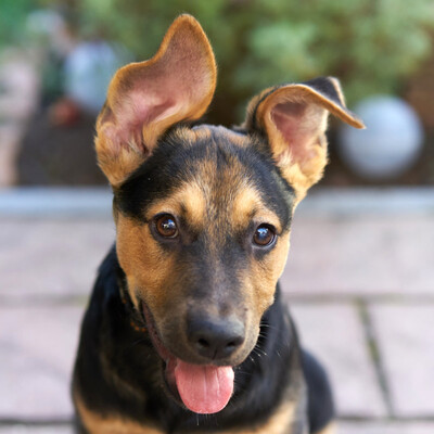 Barin, Mischling - Rüde