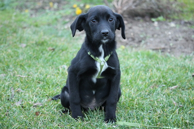 Barky, Mischling Welpen - Rüde