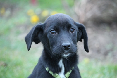 Barky, Mischling Welpen - Rüde