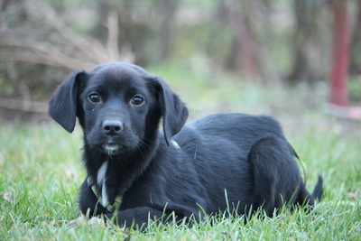 Barky, Mischling Welpen - Rüde