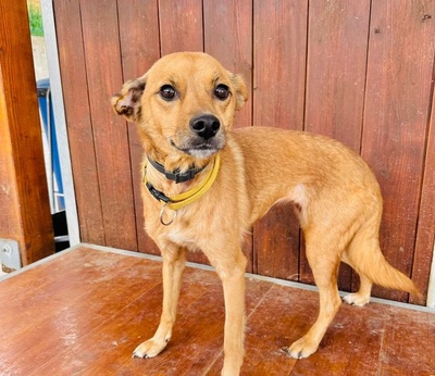 Barlett - freundlich, verträglich, unproblematisch, Mischling - Hündin