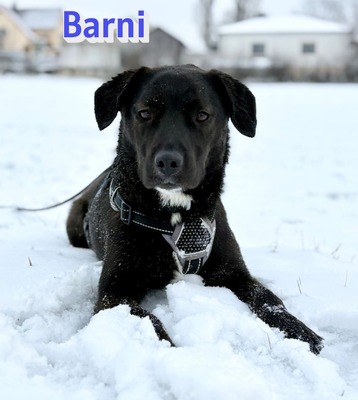 Barni, Mischling - Rüde