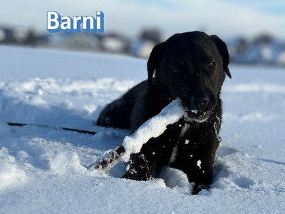 Barni, Mischling - Rüde