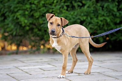 Barni, Mischlingsrüde Welpen - Rüde