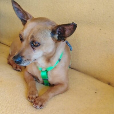 💥💥 Barnie toller Pinscher-Mischling 💖💖, Pinscher-Mischling - Rüde