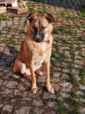 Barny, Mischling - Rüde