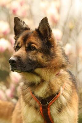 Barny, Mischling - Rüde