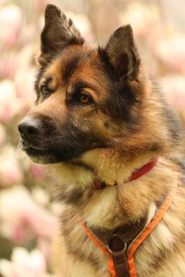 Barny, Mischling - Rüde