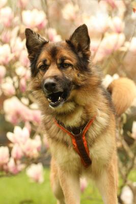 Barny, Mischling - Rüde