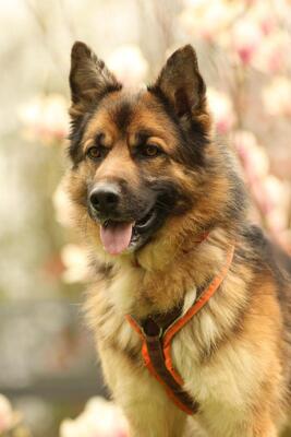 Barny, Mischling - Rüde