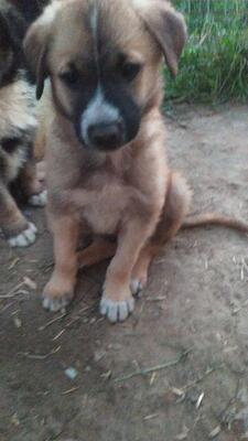 Barny, Mischling Welpen - Rüde