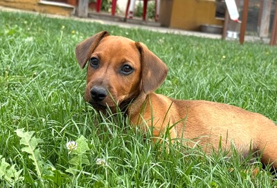 Barny - kleiner Herzensbrecher sucht Dich...