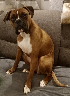 Baron, Boxer - Rüde